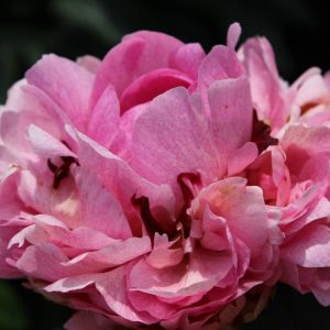 Paeonia  The Fawn