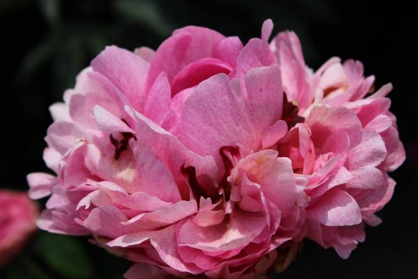 Paeonia  The Fawn