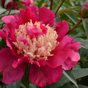 Paeonia  Tom Cat