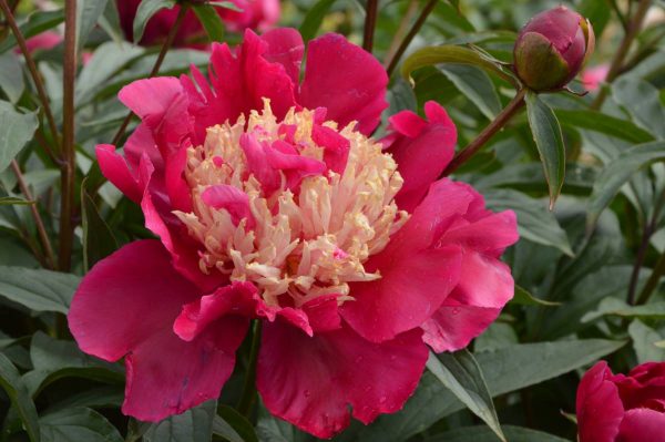 Paeonia  Tom Cat