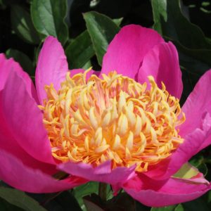 Paeonia  Tom Eckhardt