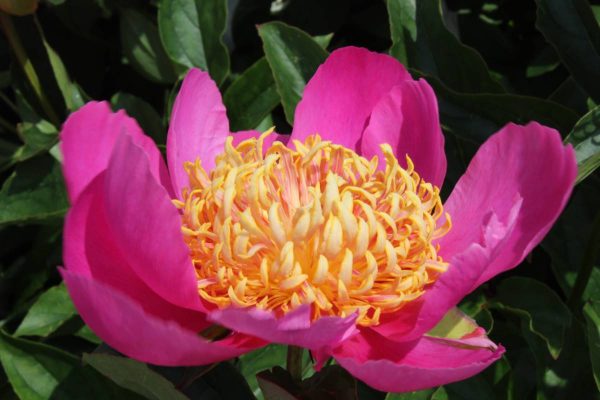 Paeonia  Tom Eckhardt