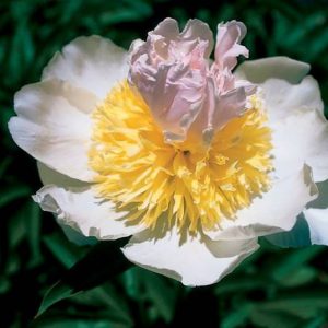 Paeonia  Top Brass