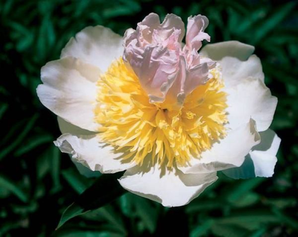Paeonia  Top Brass