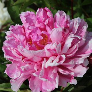 Paeonia  Victoire de la Marne