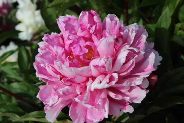 Paeonia  Victoire de la Marne