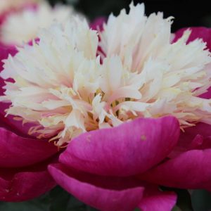 Paeonia  White Cap