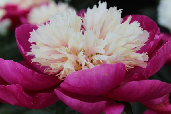 Paeonia  White Cap
