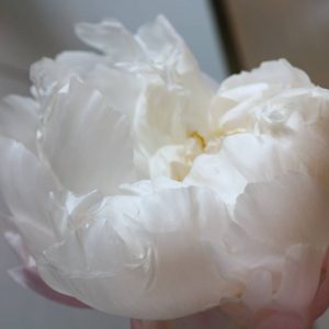 Paeonia  White Grace