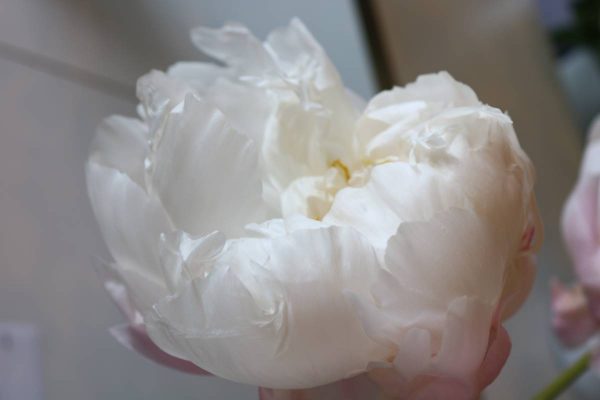 Paeonia  White Grace