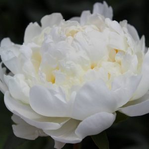Paeonia  White Ivory