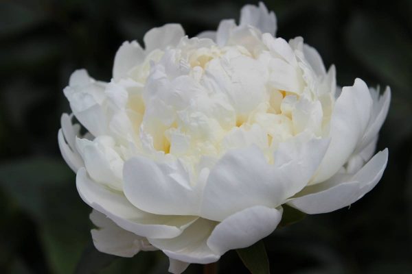 Paeonia  White Ivory