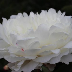Paeonia  White Sarah Bernhardt