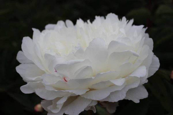 Paeonia  White Sarah Bernhardt
