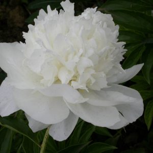 Paeonia  White Towers