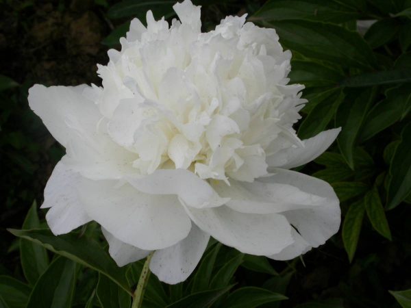 Paeonia  White Towers