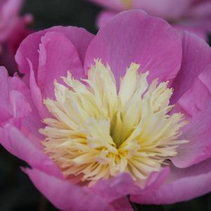 Paeonia  Wladyslava