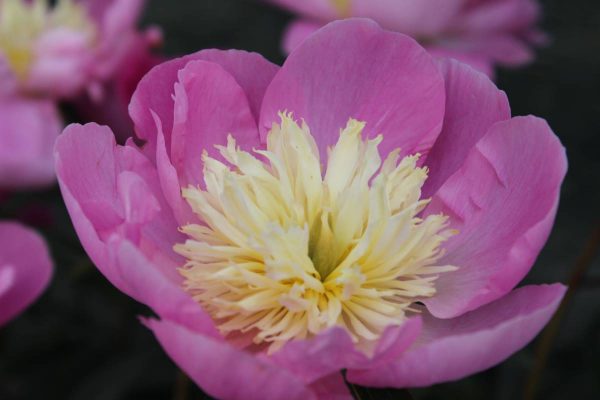 Paeonia  Wladyslava