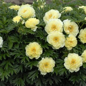 Paeonia  Bartzella