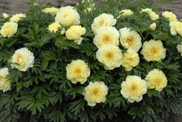 Paeonia  Bartzella