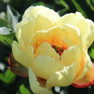 Paeonia  Border Charm