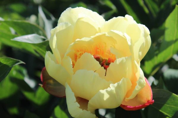 Paeonia  Border Charm