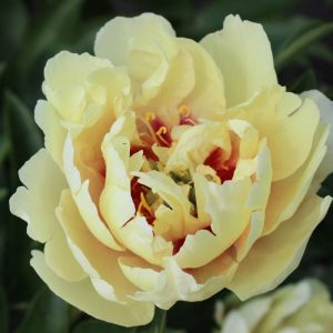 Paeonia  Canary Briljant