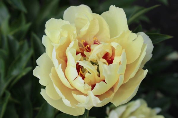 Paeonia  Canary Briljant