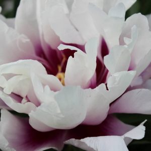 Paeonia  Cora Louise