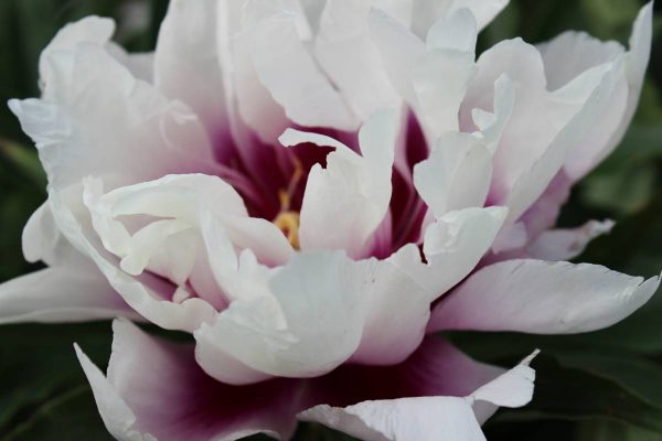 Paeonia  Cora Louise