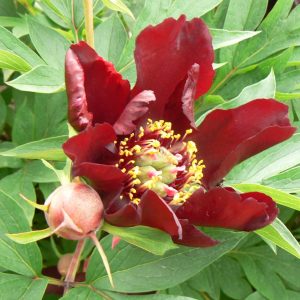 Paeonia  Dark Eyes