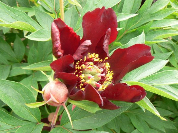 Paeonia  Dark Eyes