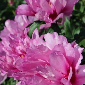 Paeonia  First Arrival