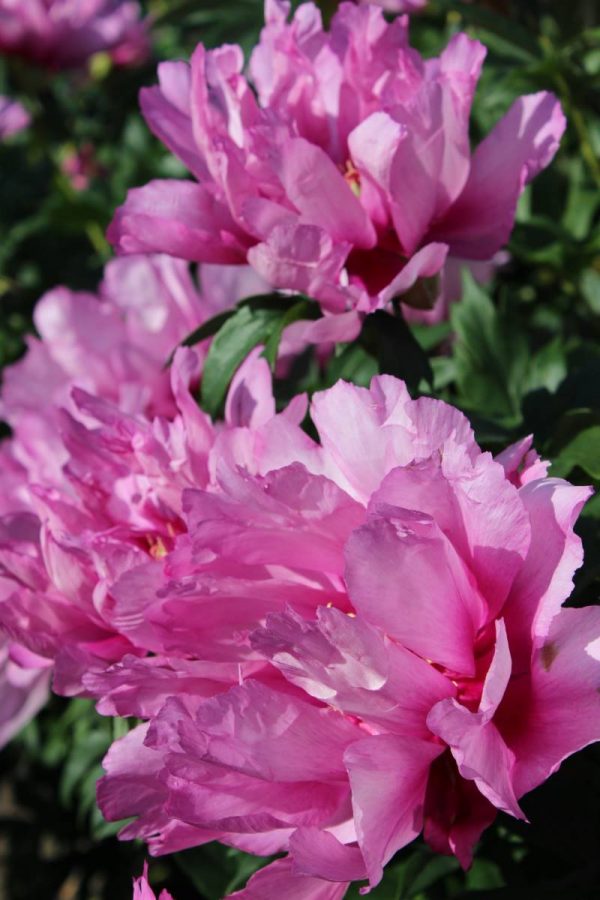 Paeonia  First Arrival