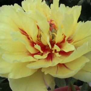 Paeonia  Garden Treasure