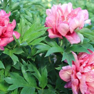 Paeonia  Hillary