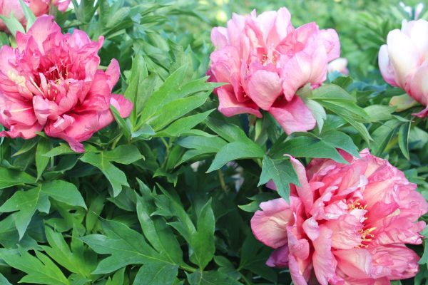 Paeonia  Hillary