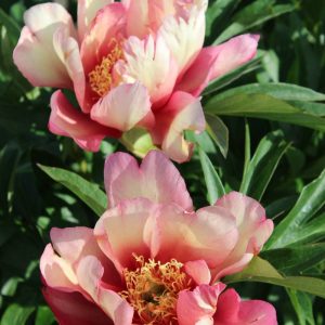 Paeonia  Julia Rose