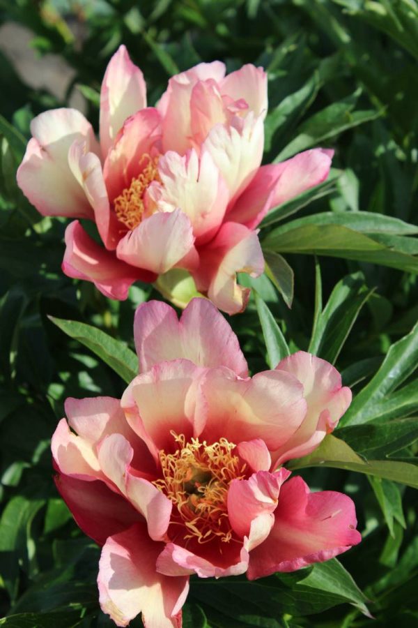 Paeonia  Julia Rose