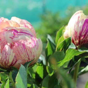 Paeonia  Lollipop