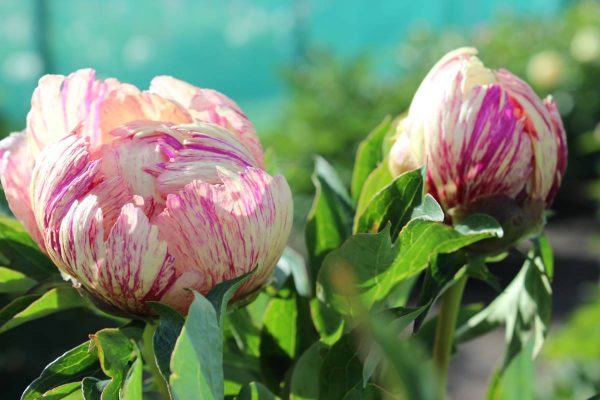 Paeonia  Lollipop