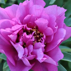 Paeonia  Morning Lilac