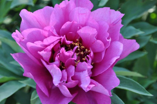 Paeonia  Morning Lilac