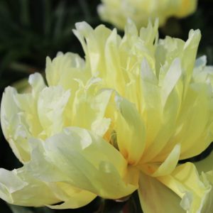 Paeonia  Viking Full Moon