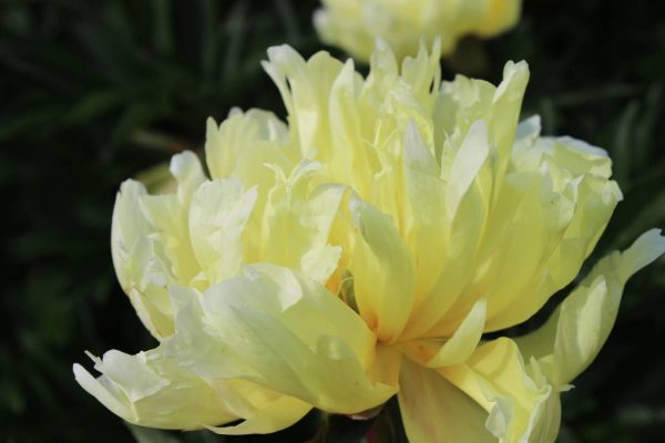 Paeonia  Viking Full Moon