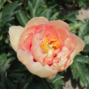 Paeonia  Clouds of Colour