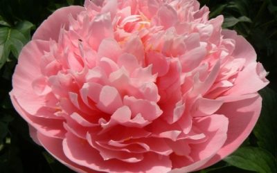 Paeonia Lactiflora Hybrids Border Diamonds® Collection