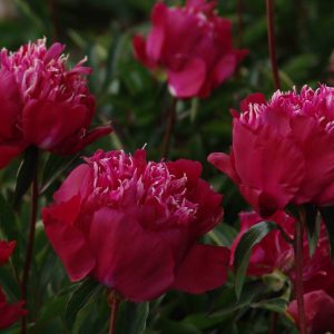 Paeonia  Red Spider