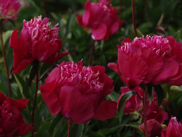 Paeonia  Red Spider