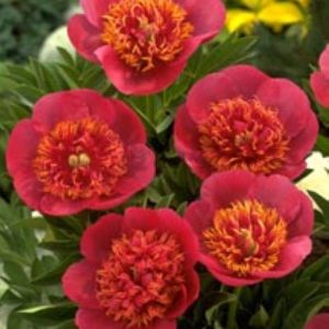 Paeonia  officinalis Anemoneflora